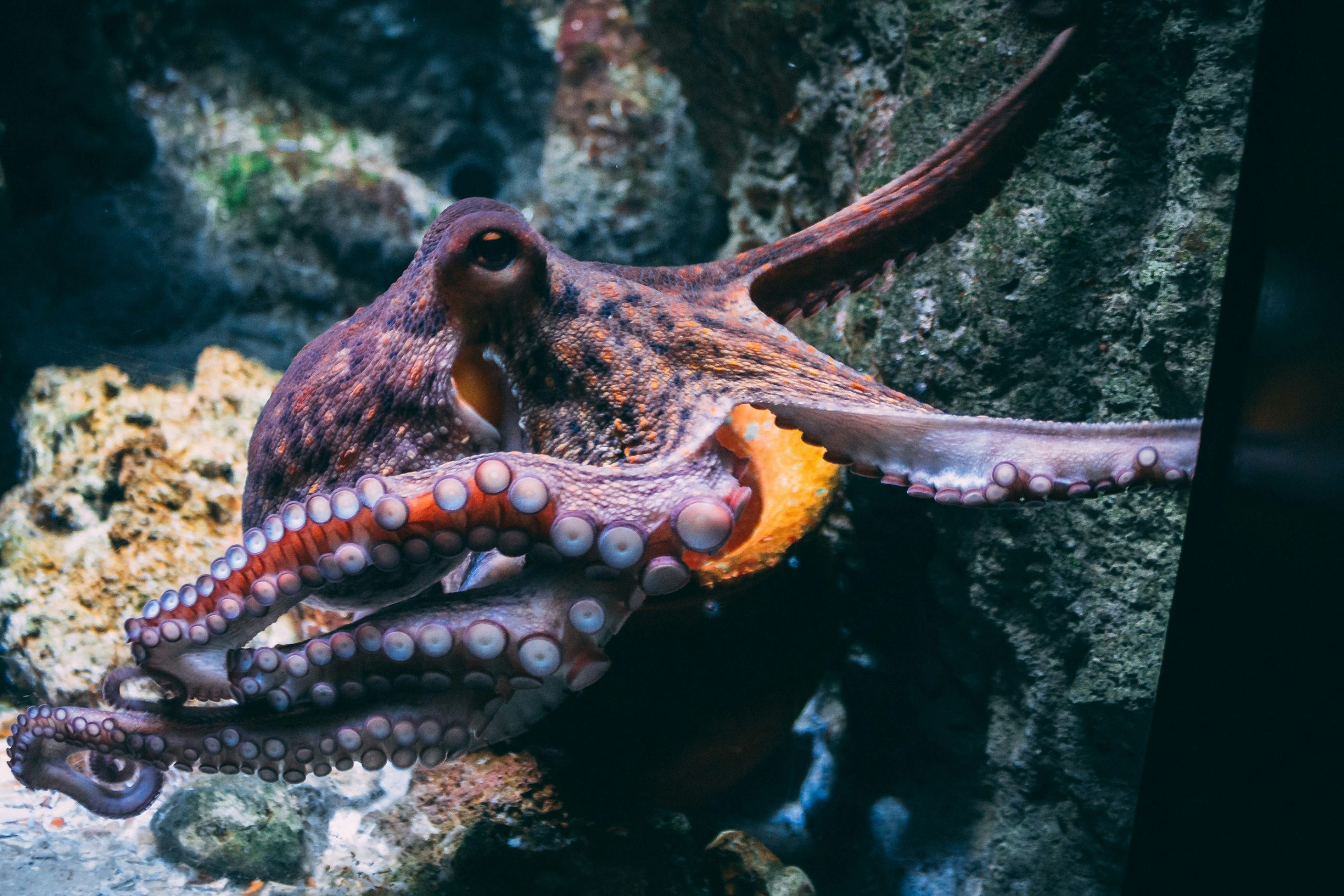 Does The Octopus Have Two Stages Of Sleep?