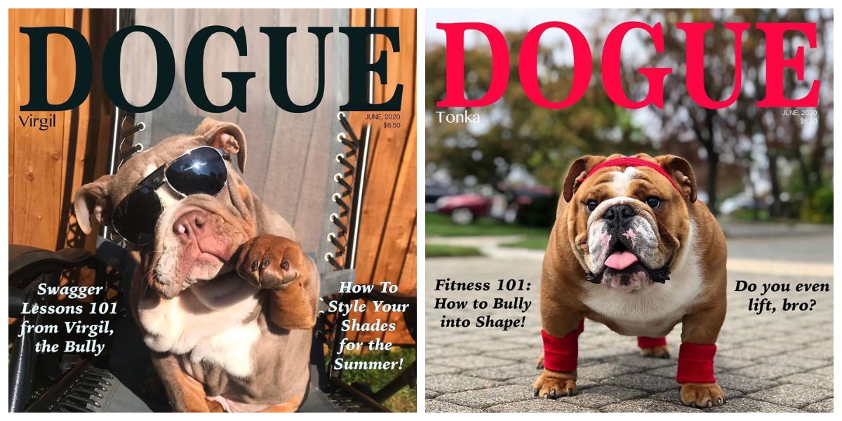 Stylish Doggos Pose For The Cover of Canine Vogue in the Dogue Challenge