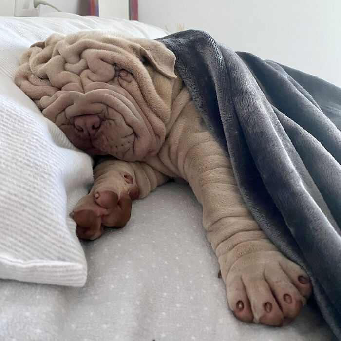 Harvey The Shar-Pei: A Blanket Beauty