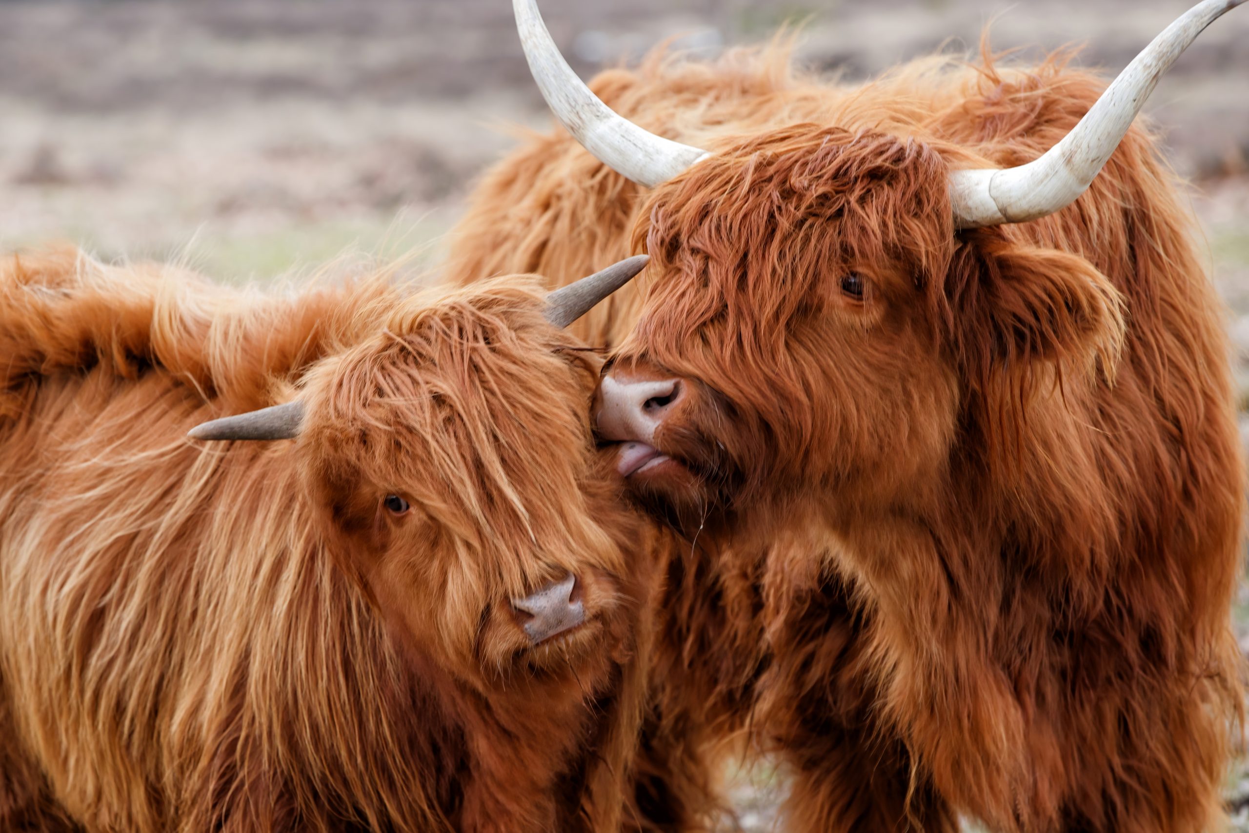 Animals Also Use Hugs To Show Affection