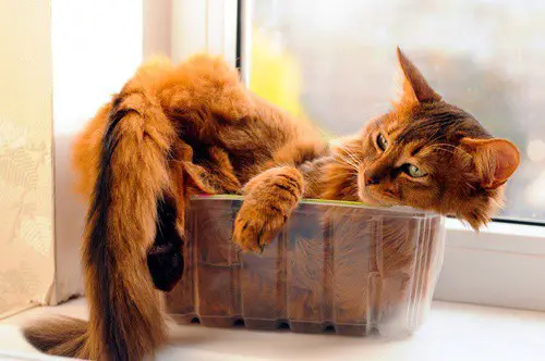 Why Do Cats Love To Sit In Boxes?